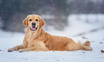 ゴールデンレトリーバーは初心者にも飼いやすい？冬におすすめの犬服＆おもちゃを紹介！