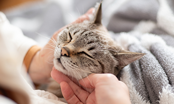 初心者でも飼いやすい猫は？一人暮らし・賃貸でも迎えやすい猫種＆選び方ガイド