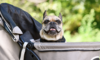 ペットカートで愛犬とのお出かけをもっと楽しく！カートデビューで気をつけたいこと、おすすめスポット！