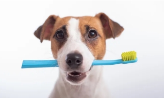 愛犬の歯磨き、いつから？どのように？ 基本の磨き方や嫌がらない工夫を紹介！
