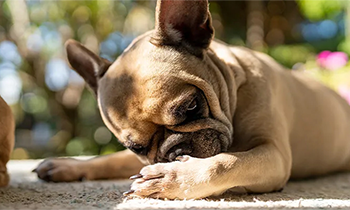 花粉の時期は要注意！犬にも出る花粉症（花粉アレルギー）の症状と、覚えておきたい対策