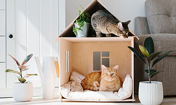 愛猫が喜ぶ！安心安全なおうち作りのコツ 話題のペット共生型マンションに住むメリットも解説